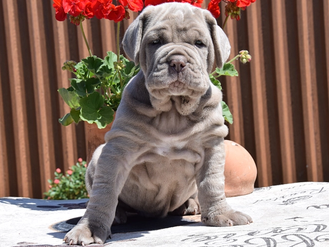 Mastino Neapolitano Welpe kaufen