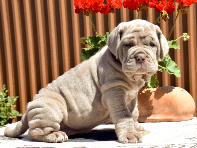 Mastino Neapolitano Welpe kaufen