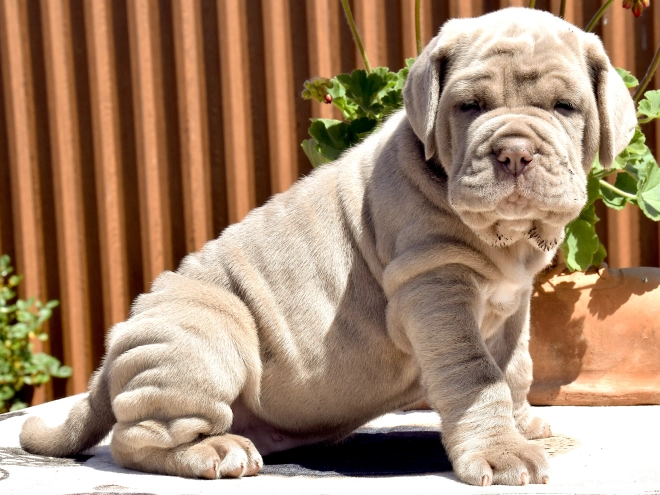 Mastino Neapolitano Welpe kaufen