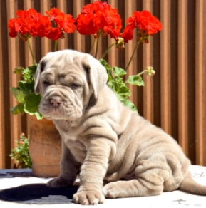 Mastino Neapolitano Welpe kaufen