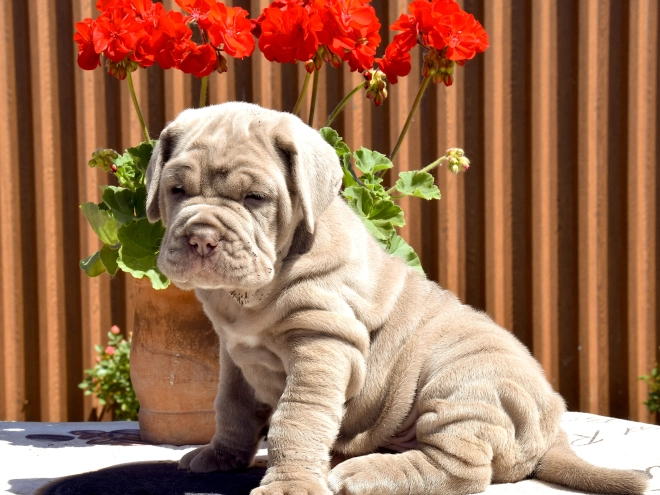 Mastino Neapolitano Welpe kaufen