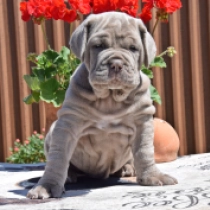 Lucia, sand Neapolitan Mastiff for sale