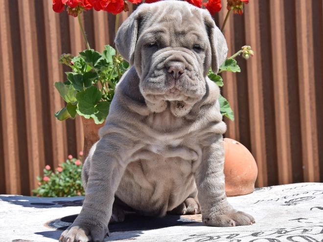Mastino Neapolitano Welpe kaufen