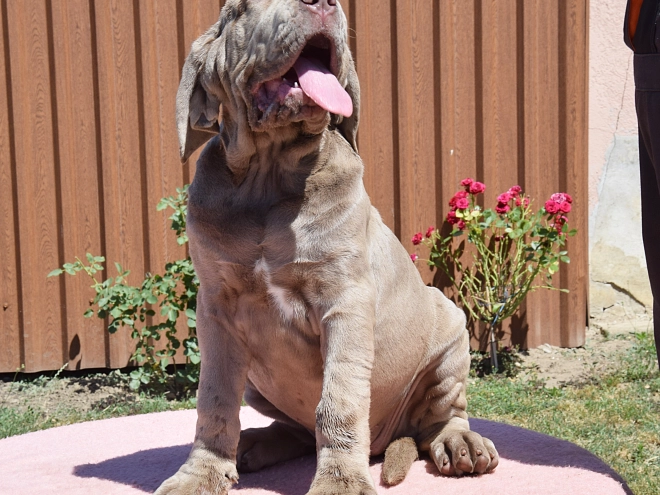 Perros Mastín Napolitano en venta