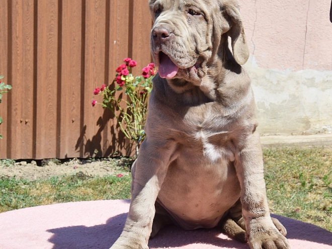 Perros Mastín Napolitano en venta