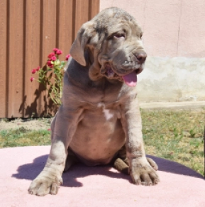 Neapolitan Mastiff puppy for sale