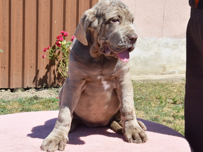 Perros Mastín Napolitano en venta