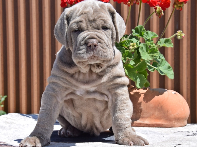 Mastino Neapolitano Welpe kaufen