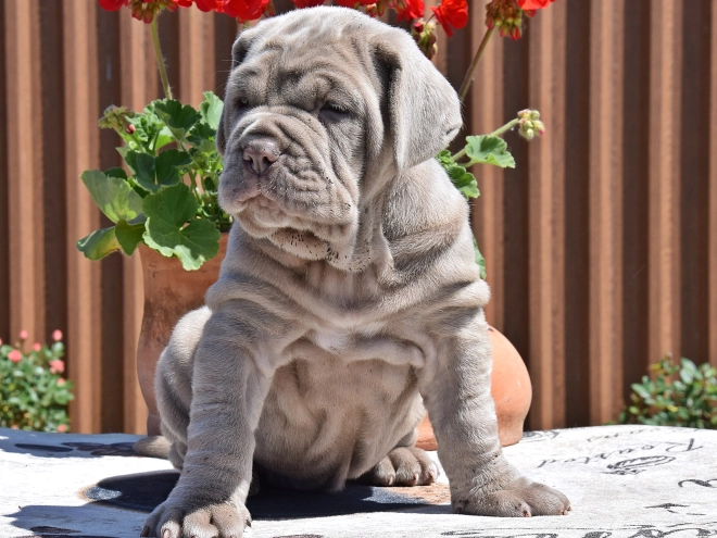 Mastino Neapolitano Welpe kaufen