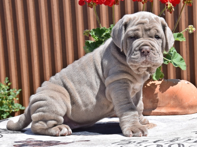 Mastino Neapolitano Welpe kaufen