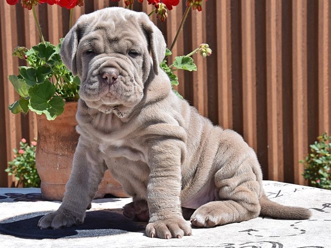Mastino Neapolitano Welpe kaufen