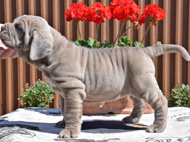 Mastino Neapolitano Welpe kaufen