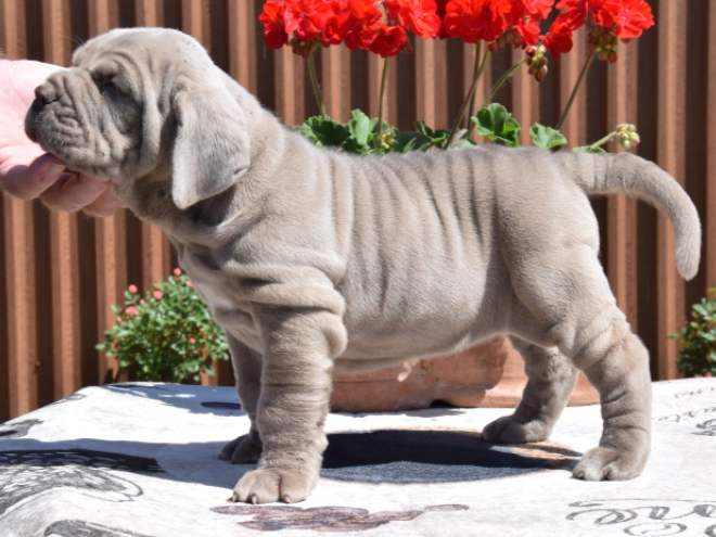 Mastino Neapolitano Welpe kaufen