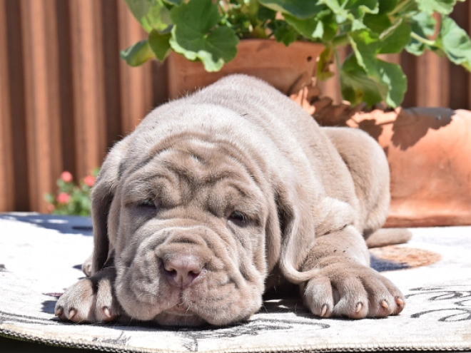 Mastino Neapolitano Welpe kaufen