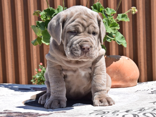 Mastino Neapolitano Welpe kaufen