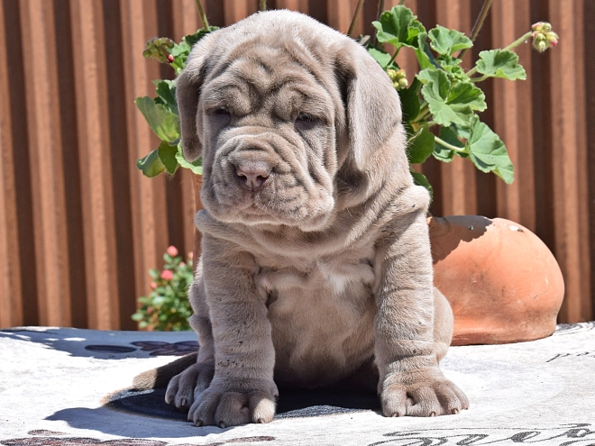Mastino Neapolitano Welpe kaufen
