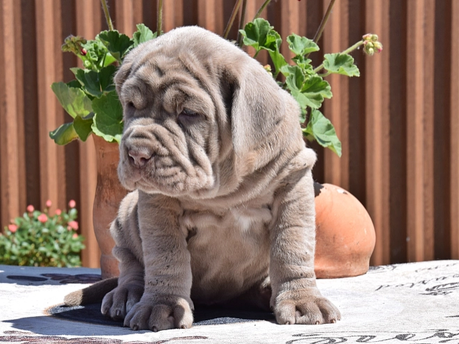 Mastino Neapolitano Welpe kaufen