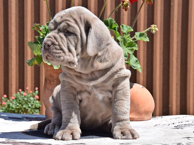 Mastino Neapolitano Welpe kaufen