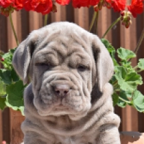 Aida, sand Mastino Neapolitano Welpen kaufen