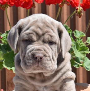 Mastino Neapolitano Welpe kaufen