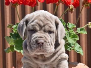 Mastino Neapolitano Welpe zu verkaufen