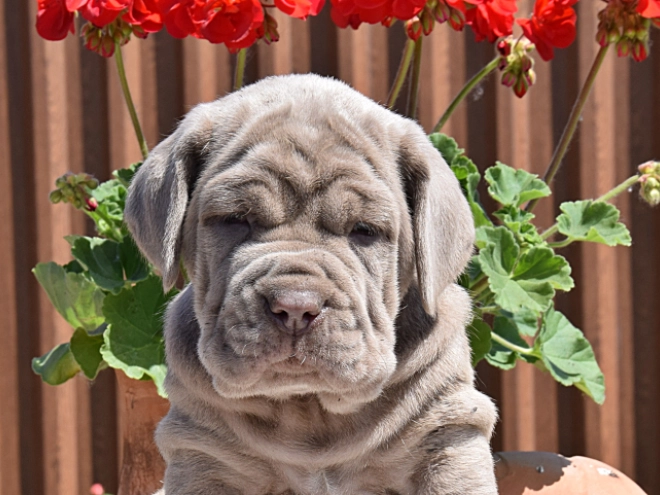 Mastino Neapolitano Welpe kaufen