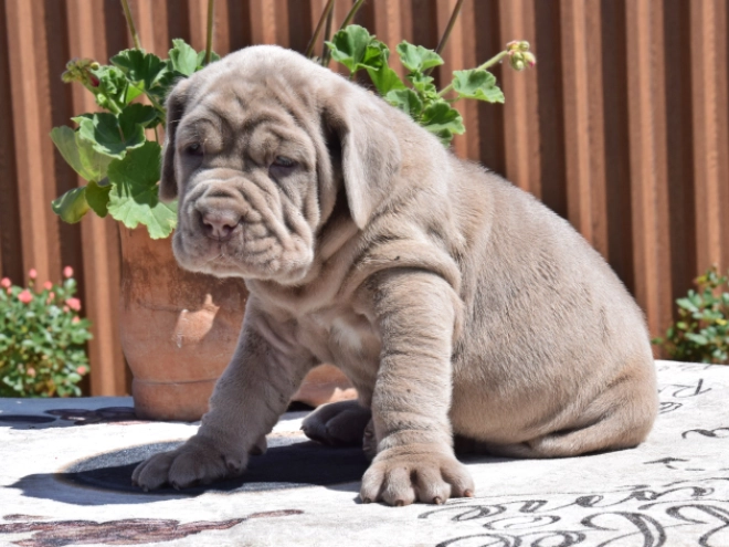 Mastino Neapolitano Welpe kaufen
