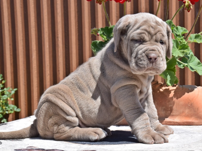 Mastino Neapolitano Welpe kaufen
