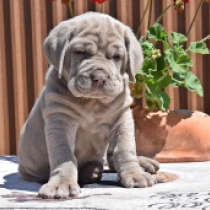 Enzo, sand Mastino Neapolitano Welpen kaufen