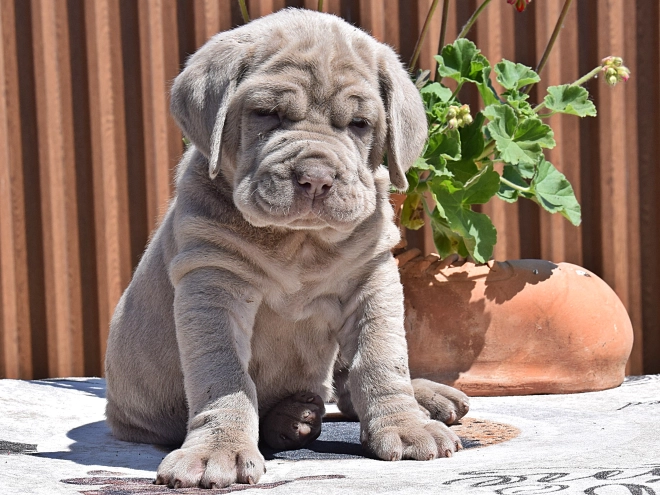Mastino Neapolitano Welpe kaufen