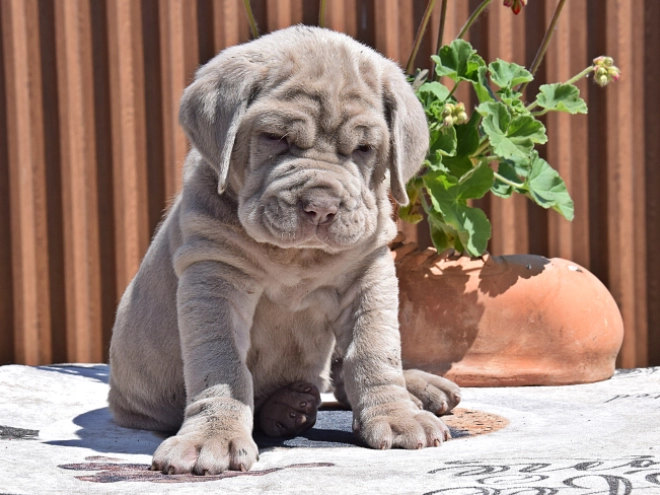Mastino Neapolitano Welpe kaufen