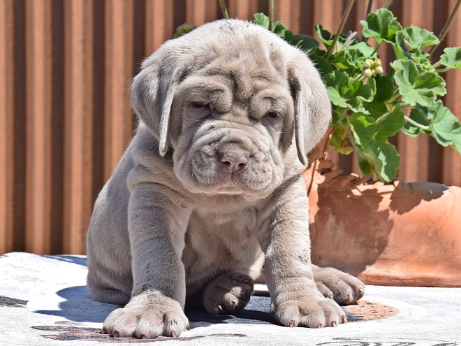Mastino Neapolitano Welpe kaufen