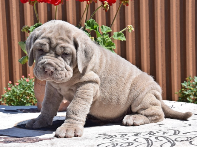 Mastino Neapolitano Welpe kaufen