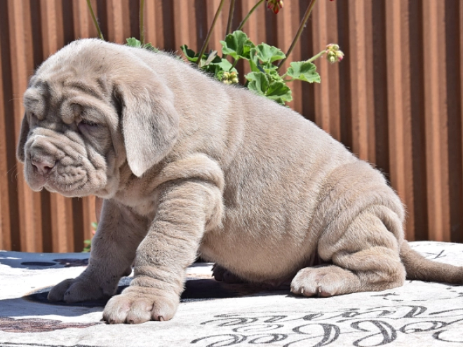 Mastino Neapolitano Welpe kaufen