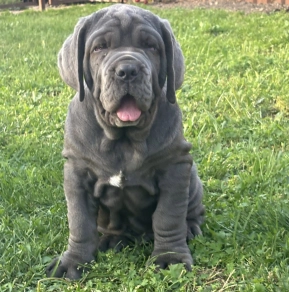 Neapolitan Mastiff puppy for sale