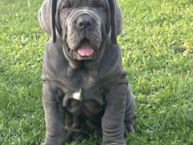 Neapolitan Mastiff puppy for sale