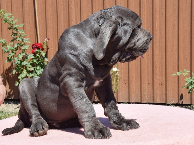 Neapolitan Mastiff puppy for sale