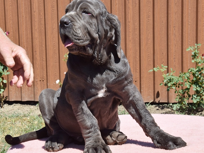 Neapolitan Mastiff puppy for sale