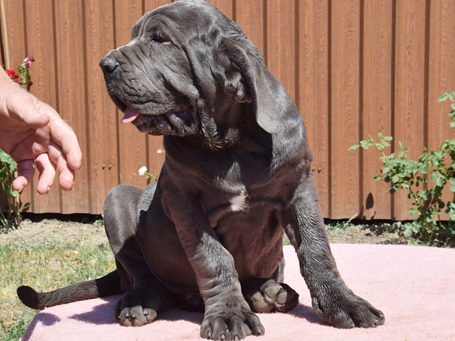Neapolitan Mastiff puppy for sale