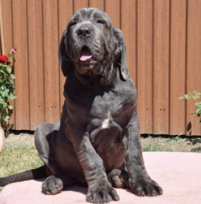 Neapolitan Mastiff puppy for sale
