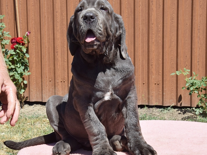 Neapolitan Mastiff puppy for sale