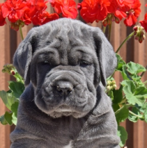 Mastino Neapolitano Welpe kaufen