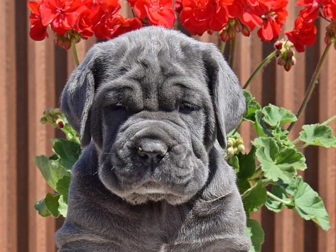 Mastino Neapolitano Welpe kaufen