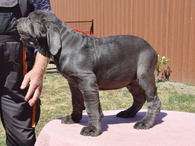 Neapolitan Mastiff puppy for sale