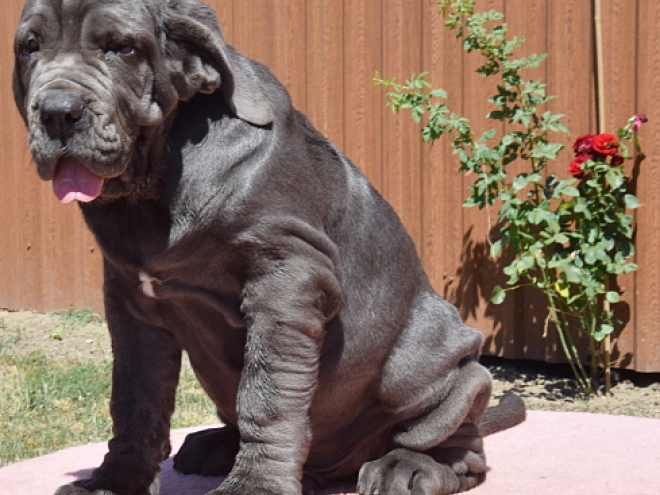 Neapolitan Mastiff puppy for sale