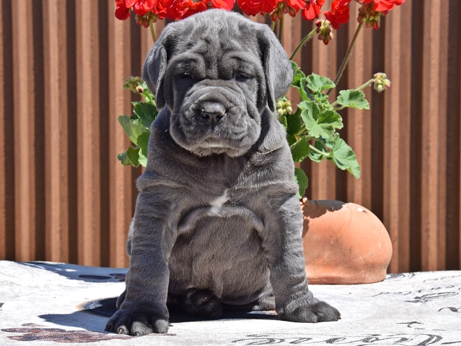 Mastino Neapolitano Welpe kaufen