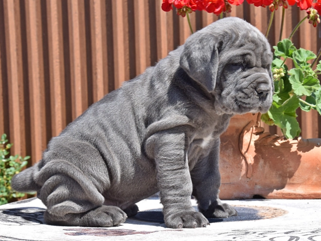 Mastino Neapolitano Welpe kaufen