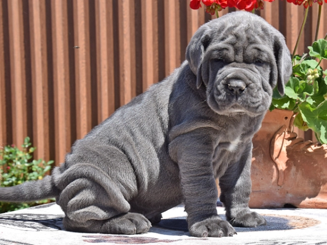 Mastino Neapolitano Welpe kaufen