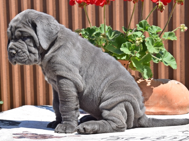 Mastino Neapolitano Welpe kaufen