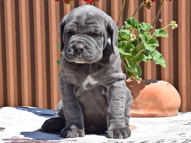 Mastino Neapolitano Welpe kaufen